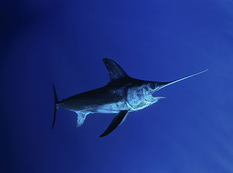 swordfish and predatory features