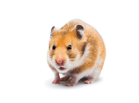syrian hamster and golden rodent in natural habitat