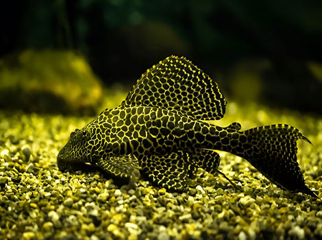 suckerfish species and suction cup mouth in North America