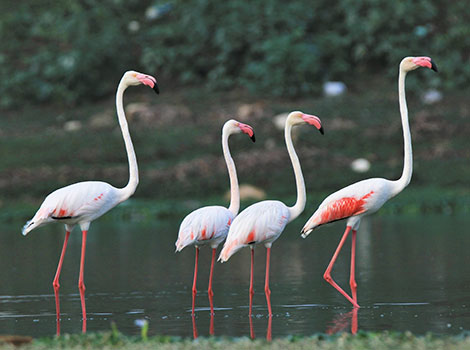 Greater flamingo standing and displaying pink feathers in coastal habitat