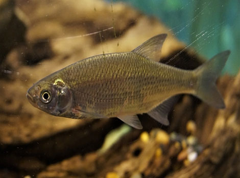 Golden shiner freshwater fish and bait species