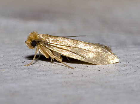 Clothes Moth has large, long wings that cover its entire body.