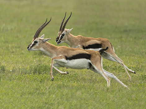 Gazelle running and savanna landscape
