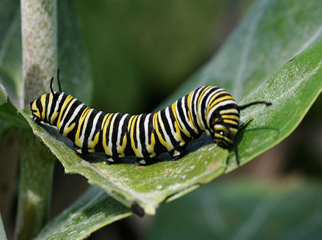 caterpillar feeding behavior and larval stage