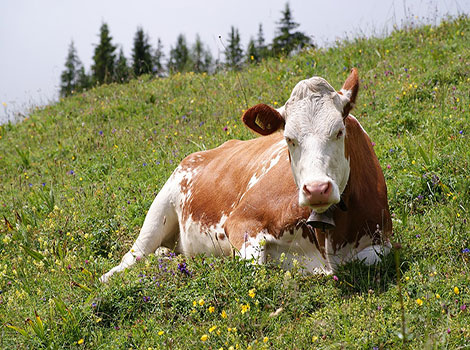 cow grazing behavior and grassland habitat
