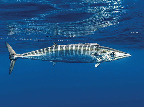 Wahoo Fish swimming with streamlined body and blue bars