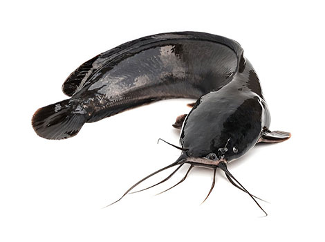 Walking Catfish on land using air-breathing adaptation