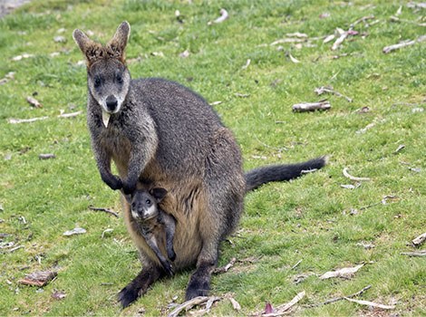 Wallaby species and movement patterns
