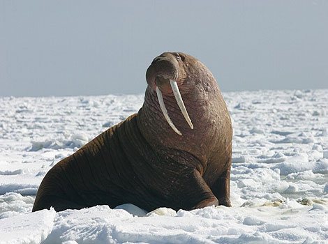 Walrus in Arctic waters with tusks visible, resting on ice.
