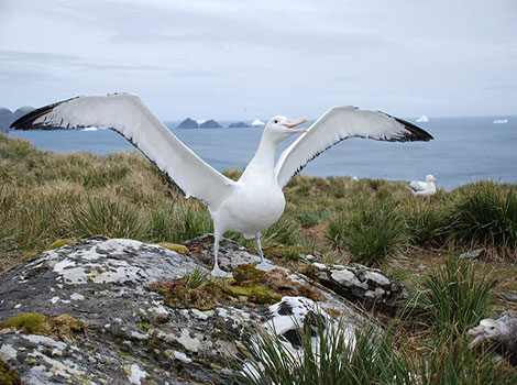 Wandering Albatross in flight with wide wingspan