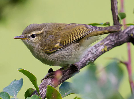 Warbler perched on reed with yellow feathers