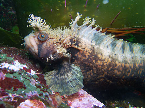 Warbonnet fish with bold head cirri among rocks