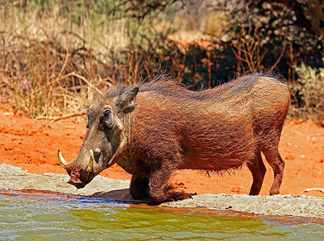 Warthog and tusks defense