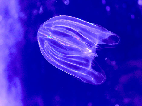Warty comb jelly in shallow coastal waters