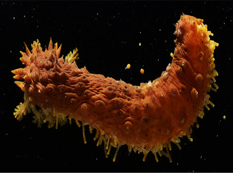 Warty sea cucumber on the ocean floor