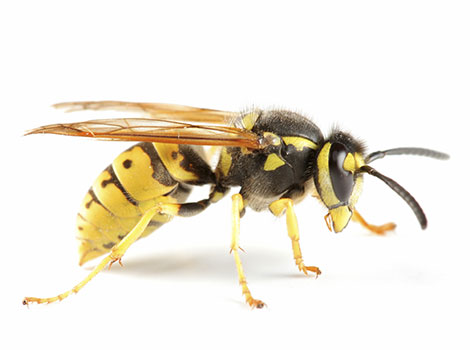 Wasp with black and yellow-striped body perched on a leaf