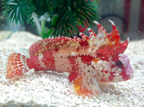 Waspfish camouflaged with venomous dorsal fins on seabed