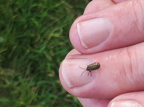 Water Beetle swimming in freshwater with air bubble adaptation