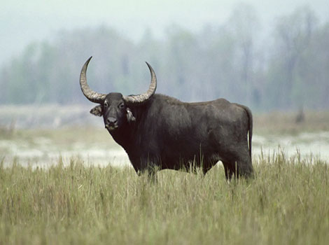 Water Buffalo horns and grazing in wetland ecosystem