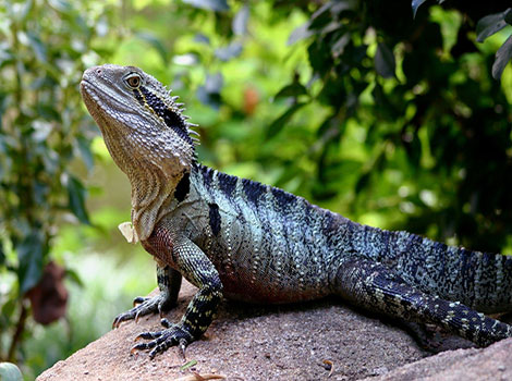 Water Dragon with green scales and spiny crest on tree branch