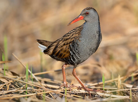 Water rail in wetland habitat with long toes and reddish bill