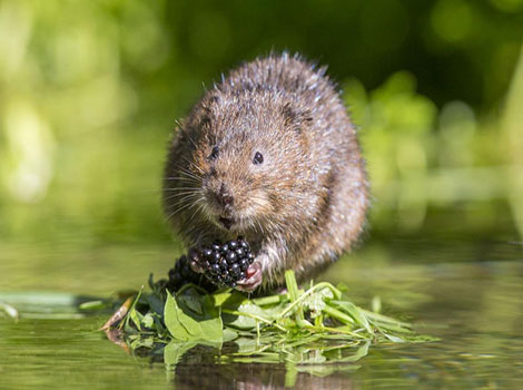 Water Vole swimming abilities and marsh habitat