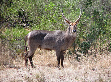 Waterbuck species and habitat near water