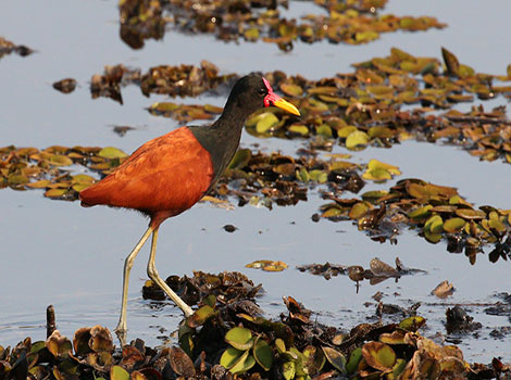 Wattled jacana on floating vegetation in freshwater wetland