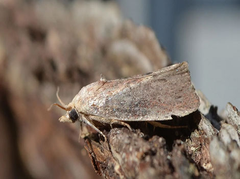 Wax Moth near beehive with pale brown wings and feathery antennae
