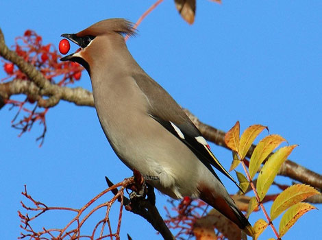 Waxwing bird perched on branch with black eye mask and crest