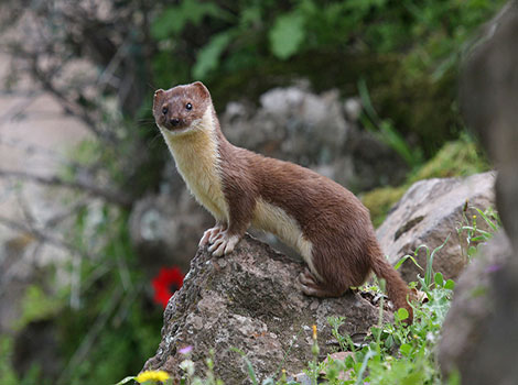 Weasel species and hunting behavior