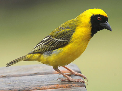 Weaver bird building hanging nest with intricate design