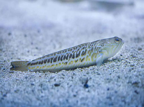 Weeverfish hidden in sand with venomous spines visible
