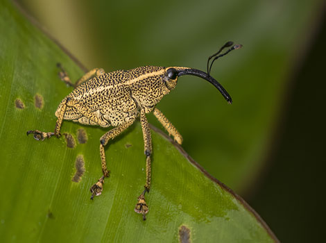 Weevil with elongated snout on green leaf