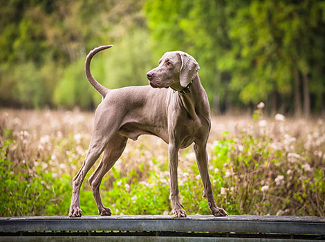 Weimaraner, an athletic breed with distinctive gray coat
