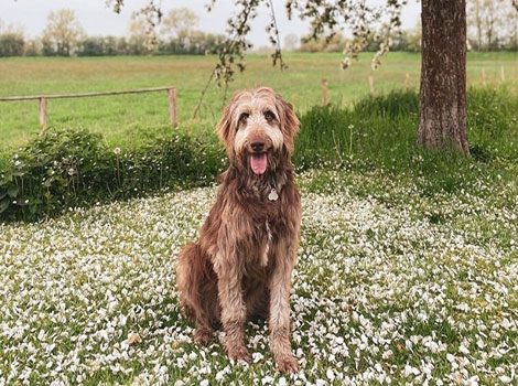 Weimardoodle, an energetic mix of Weimaraner and Poodle. North America.