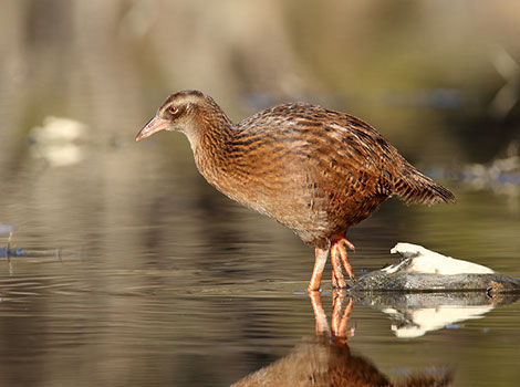 Weka walking in grassland with sturdy legs