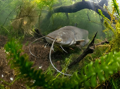 Wels Catfish with giant size and long barbels underwater