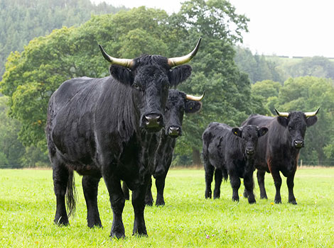 Welsh Black Cattle habitat and grazing behavior
