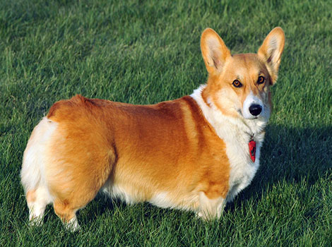 Welsh Corgi, a small herding dog