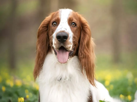 Welsh Springer Spaniel, an active hunting dog breed from Wales
