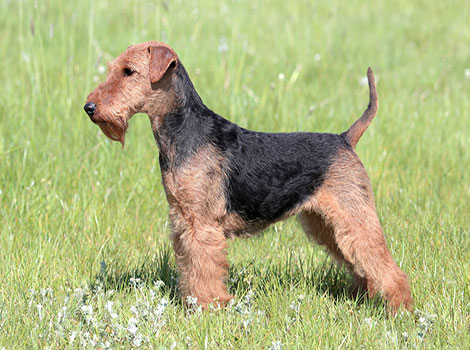 Welsh Terrier lively nature and energetic behavior