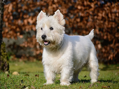 West Highland Terrier, a small and courageous dog breed from Scotland