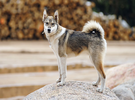 West Siberian Laika hunting dog and bark-pointing behavior