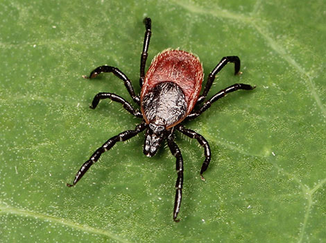 Western Blacklegged Tick with brown-black body on grass