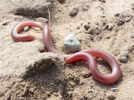 Western Blind Snake with glossy scales burrowing in soil