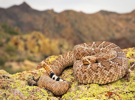 Western Diamondback Rattlesnake coiled with diamond pattern and rattle raised