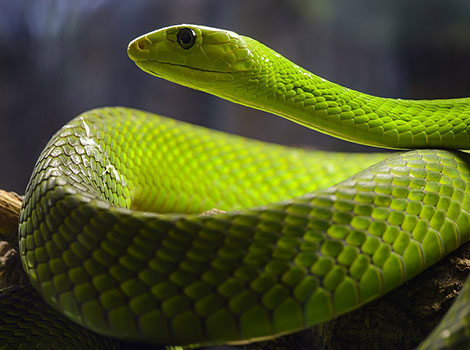 Western Green Mamba in tree with vibrant green scales