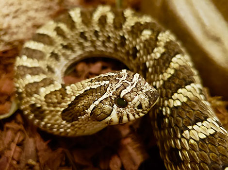Western Hognose Snake with upturned nose in defensive stance