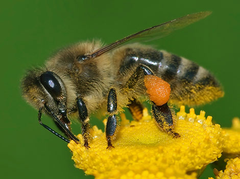 Western Honey Bee with black and yellow body on a flower